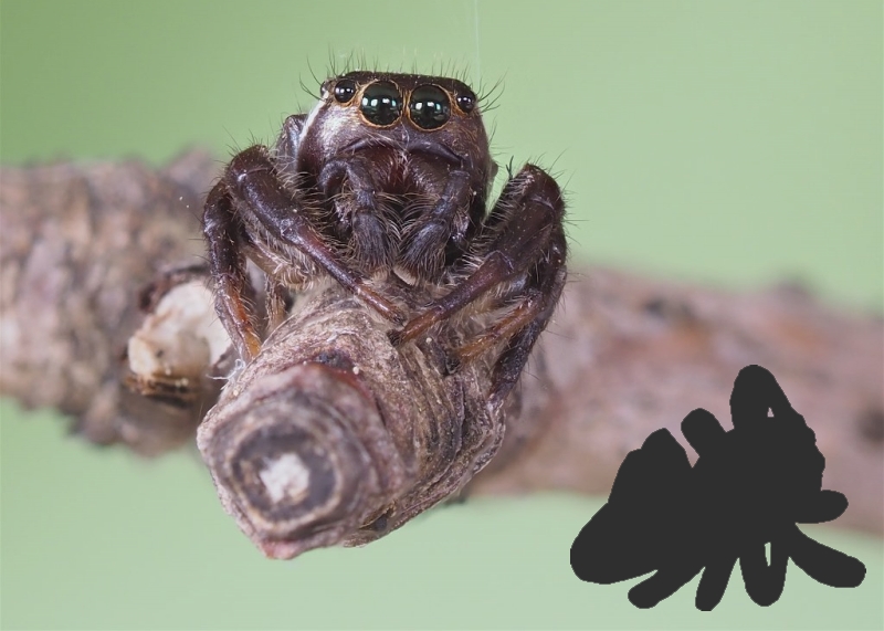 ID My Spider | The Arboretum